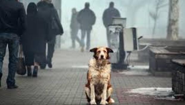 Украина лидирует по количеству бездомных собак