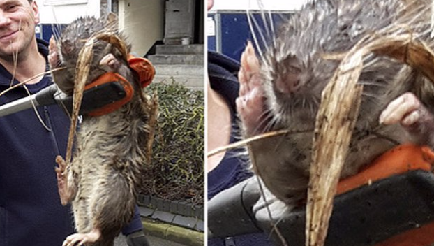 Гигантская крыса поймана в Лондоне 