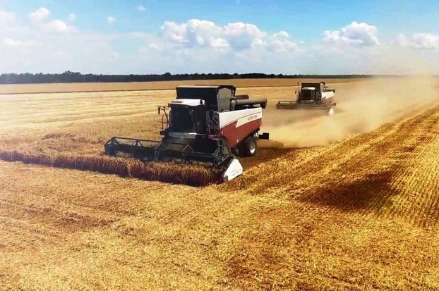 В Донецкой области в 2019 выросло сельхозпроизводство