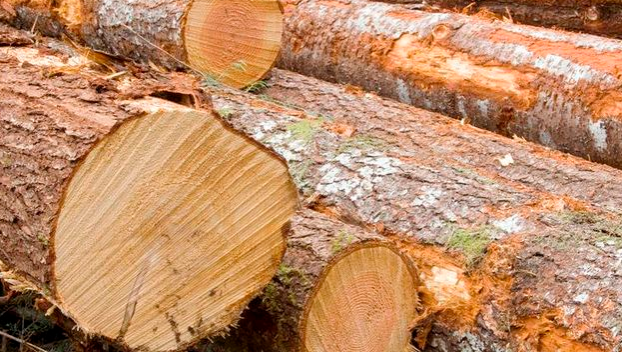 В Славянском районе незаконно рубят лес