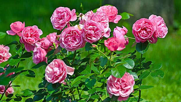 В Бахмуте средь бела дня воруют кусты роз