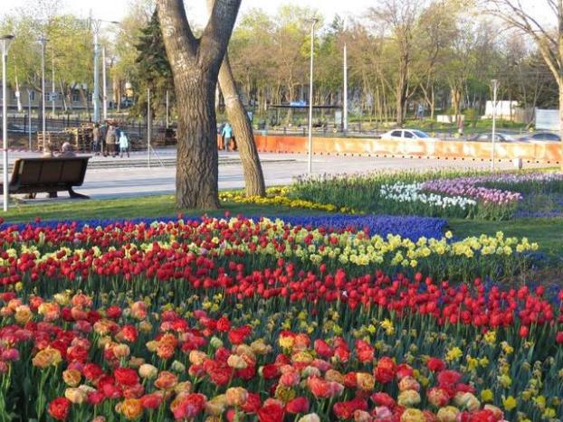 В мариупольском парке «Веселка» зацвели тысячи тюльпанов