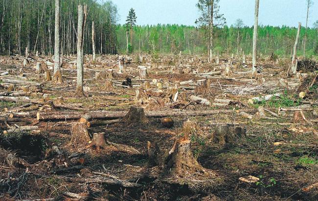 ВР ввела уголовную ответственность за вывоз леса
