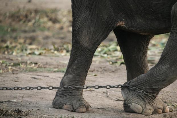 Сбежавший цирковой слон напугал жителей белорусской деревни