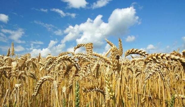 Ставка на пшеницу: В Украине пересмотрели приоритеты посевной кампании