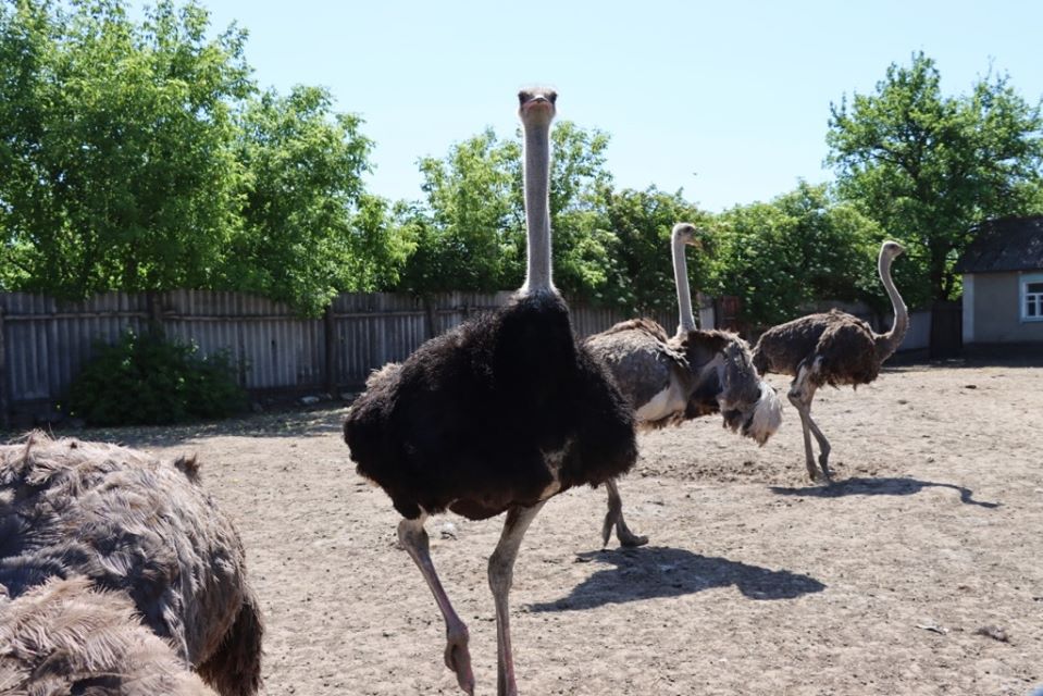 В Соледарской ОТГ туризм будут развивать с помощью страусиной фермы