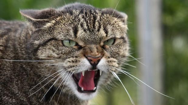 Бешеный кот навел страху на село и окресности в Красноармейском районе