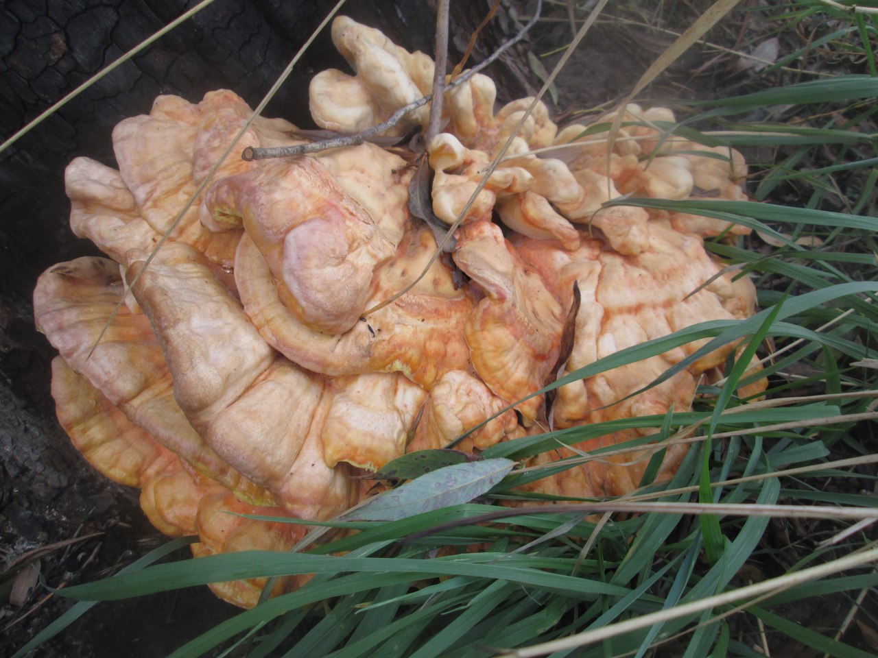 древесный гриб
