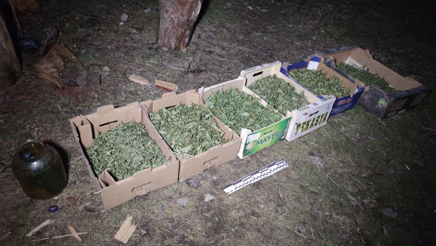 Шесть ящиков с марихуаной изъяла полиция у жителя Славянского района