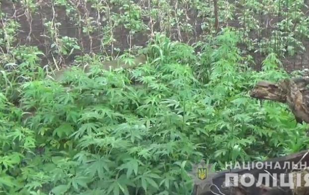 В Киевской области полиция нашла крупную плантацию конопли