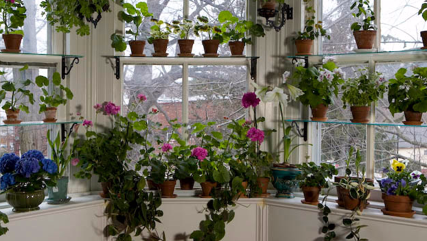 Как ухаживать за комнатными растениями в зимний период