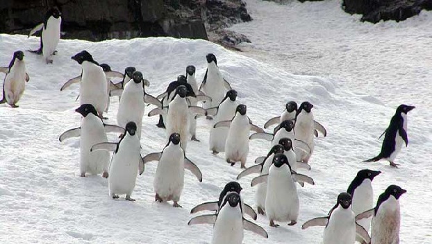 В Антарктиде нашли колонию пингвинов в 1,5 млн особей 