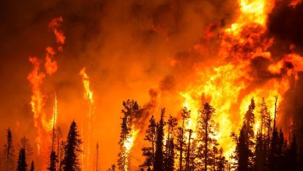 В Хорватии начался крупный лесной пожар 
