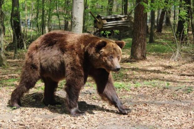 Двух медведей из Донецкой области доставили в приют на Львовщине