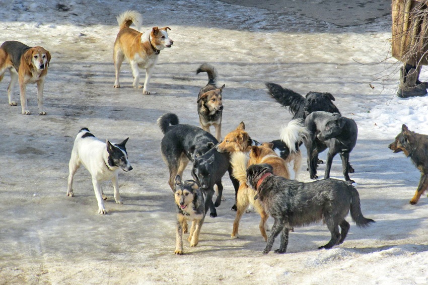 В Константиновке свора бродячих собак напала на женщину