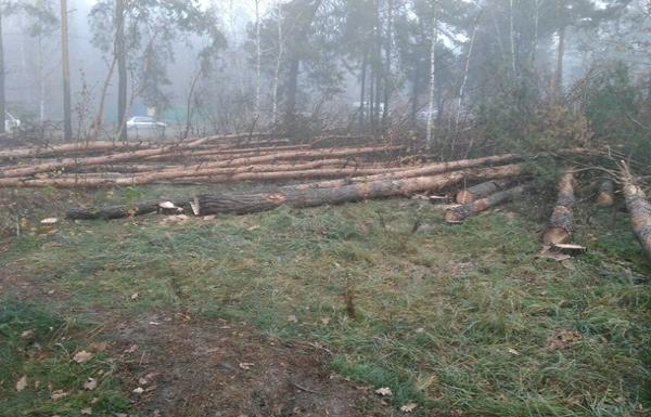 В Киеве предотвратили незаконную вырубку леса