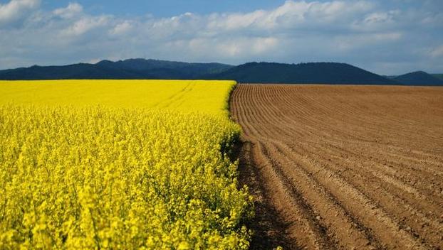 Рынок земли: Сколько стоит гектар в Донецкой области