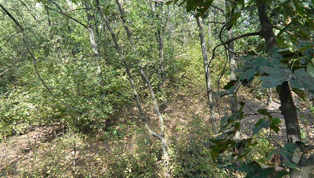 лиственный лес краматорск