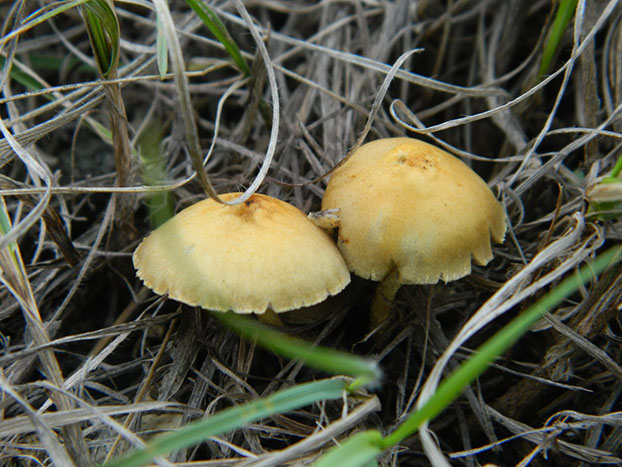 грибы осень