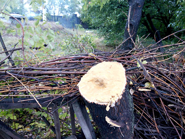 незаконная вырубка деревьев
