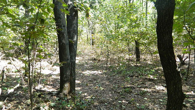 лиственный лес краматосрк