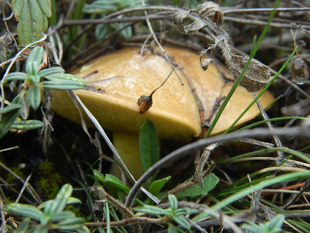 гриб в лесу
