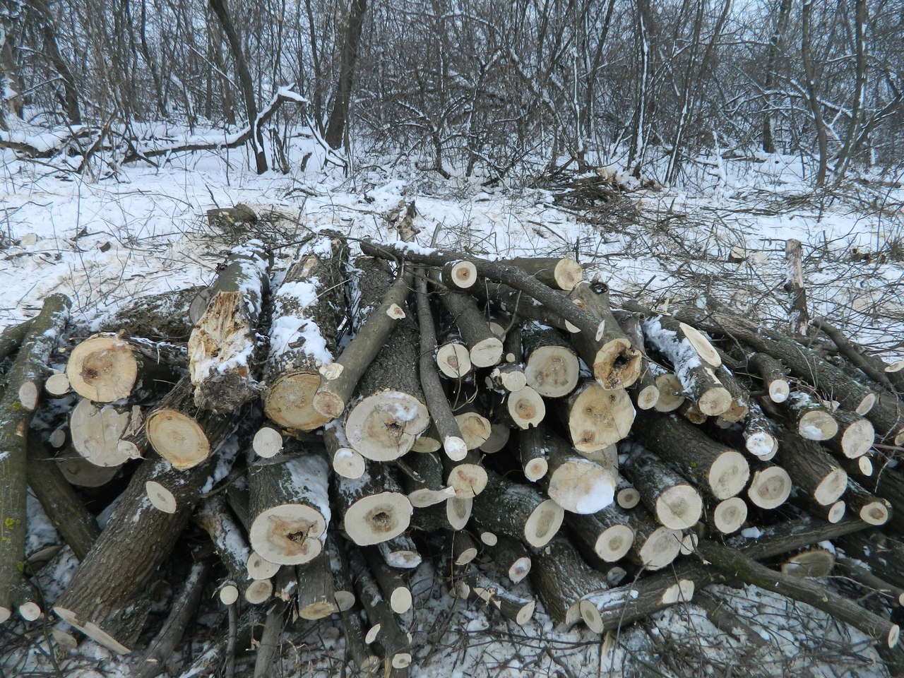 дрова в парке краматорский
