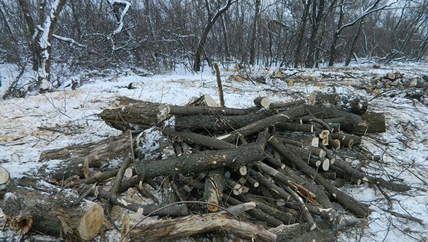 заготовка дров в парке краматорский
