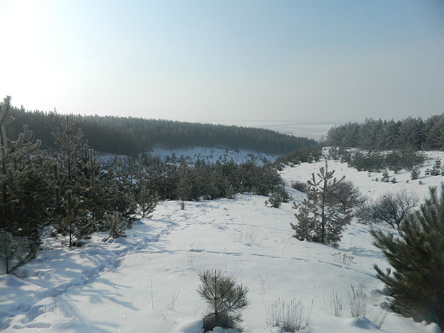 ландшафтный парк краматорский зимой
