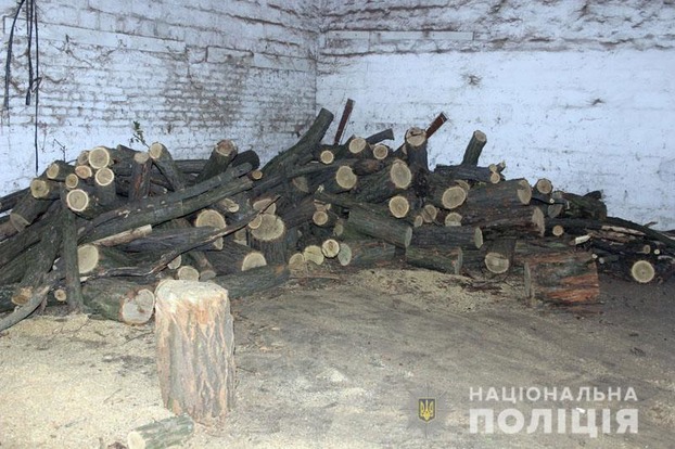 На Донетчине преступная группировка вырубила лес на миллионы гривень