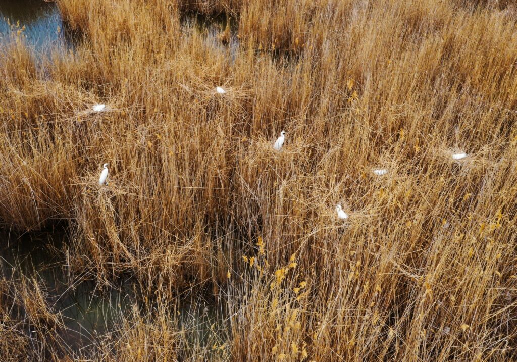 Гнездование белых цапель в парке Клебан-Бык