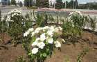 У Краматорську висадять троянди: на озеленення витратять майже 600 тисяч