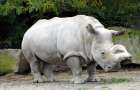 Белые носороги могут исчезнуть с лица земли 