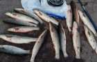 За неделю в Мариуполе браконьеры выловили рыбы на 160 тысяч гривень
