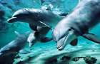 В Черном море массово гибнут дельфины 