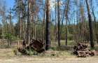 Війна знищила майже третину лісів національного парку «Святі Гори»