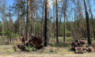 Война уничтожила почти треть лесов национального парка «Святые Горы»