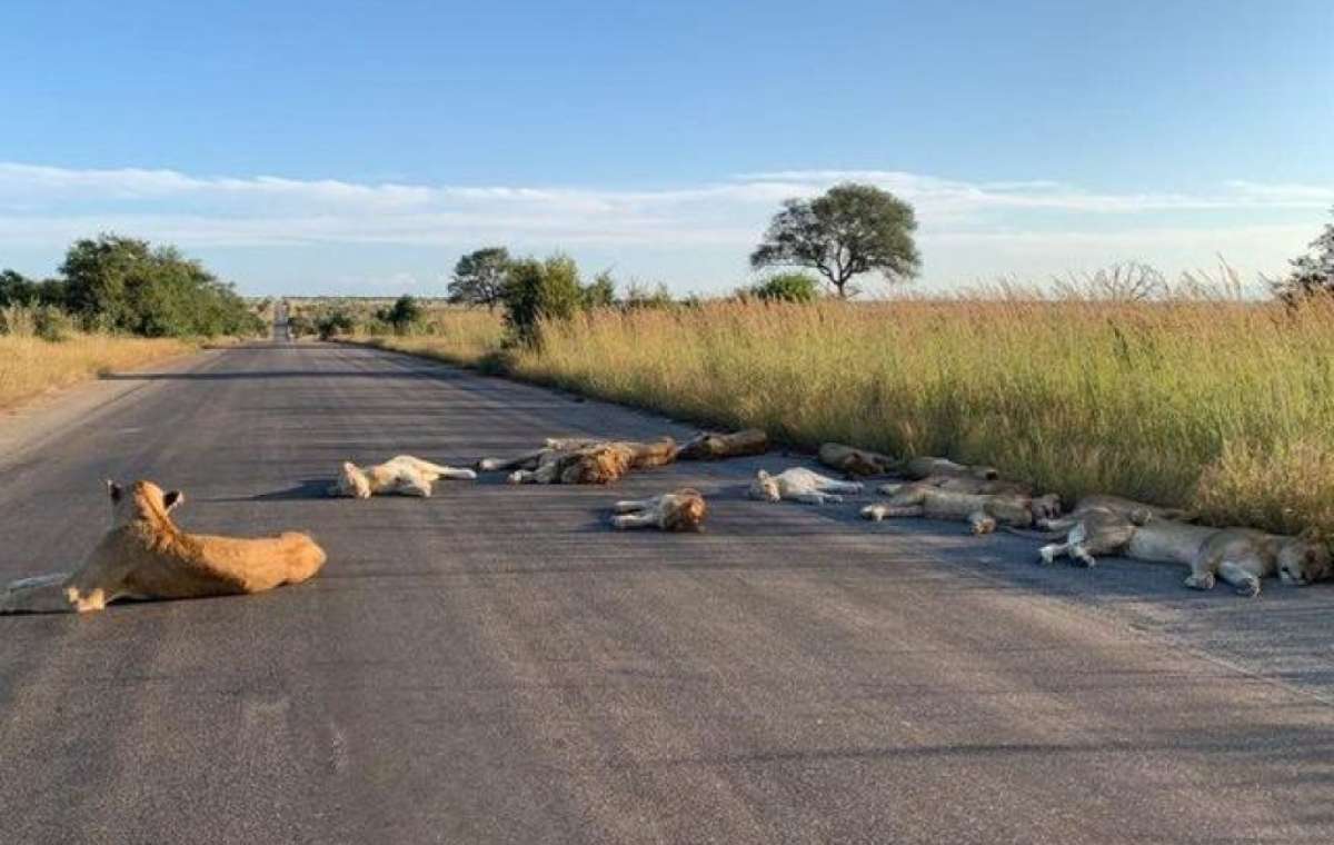 В ЮАР львы улеглись на дневной сон прямо на оживленной некогда дороге