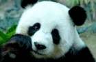 Самая старая  мире панда умерла в зоопарке Гонконга 