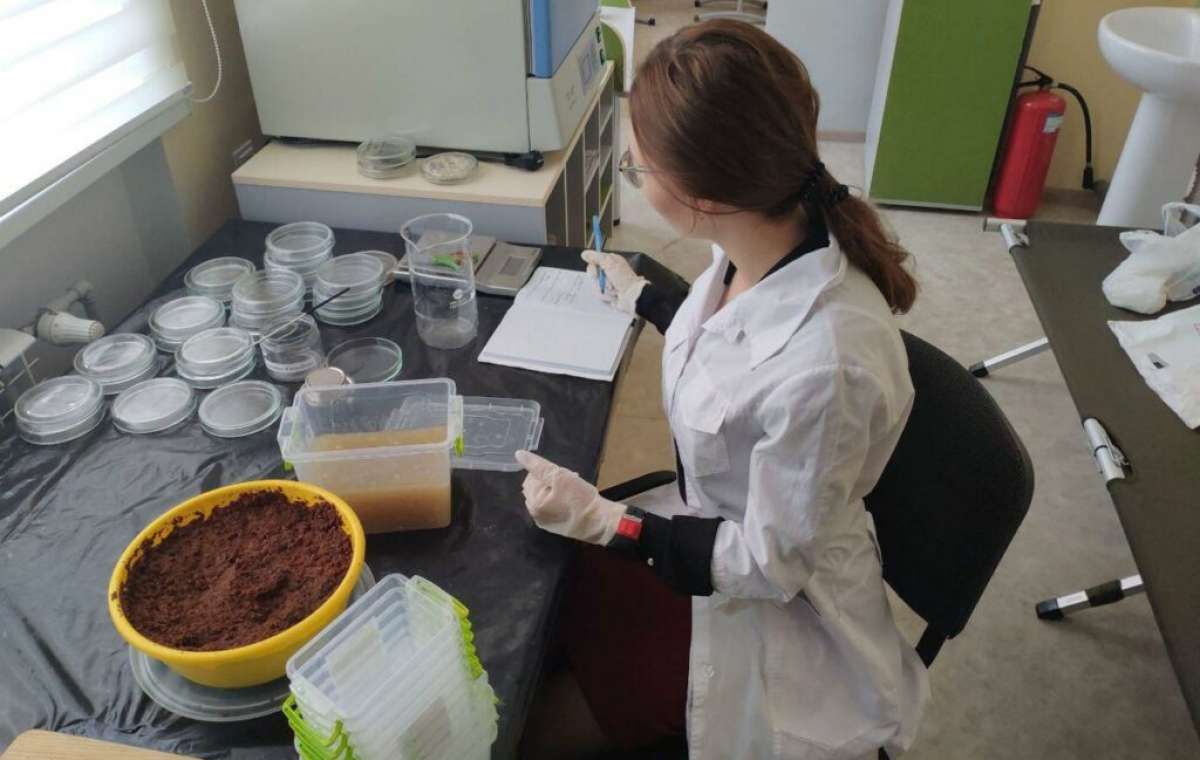 Выпускница Мариупольского лицея создала уникальную органическую упаковку из каштана