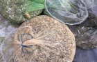 На Кинбурнской косе браконьеры незаконно выловили крабов и креветок на 5 миллионов гривень