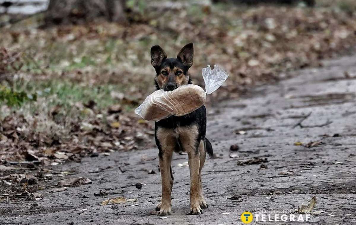 Временное жилье для переселенцев с питомцами: Как забрать с собой животных