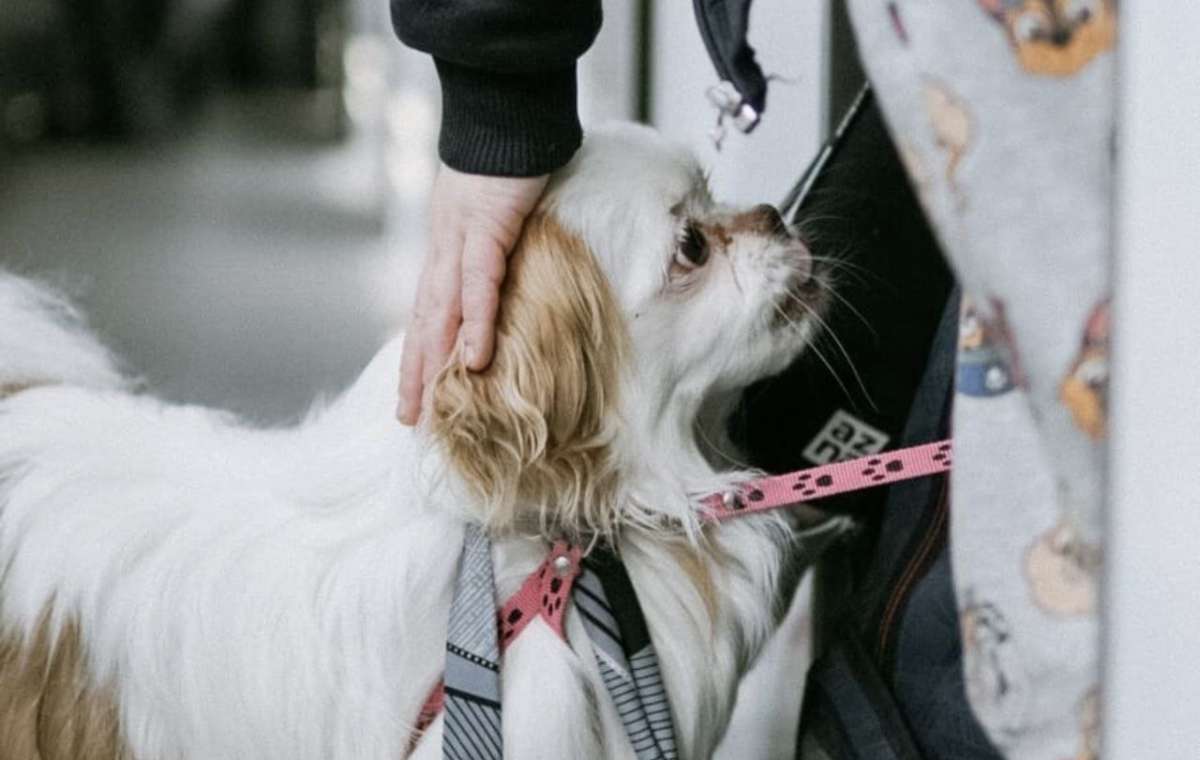 Крупным собакам — зелёный свет: Укрзализныця разрешила питомцам ездить во всех поездах