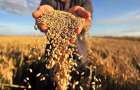 Валовый сбор зерновых в Константиновском районе увеличился более чем на треть