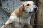 Через десять дней в Бахмуте решат судьбу приюта для животных
