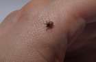 У Дружківці за тиждень — три випадки укусів тварин та два випадки хвороби Лайма