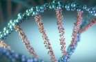 Ученые обнаружили новую форму молекулы ДНК