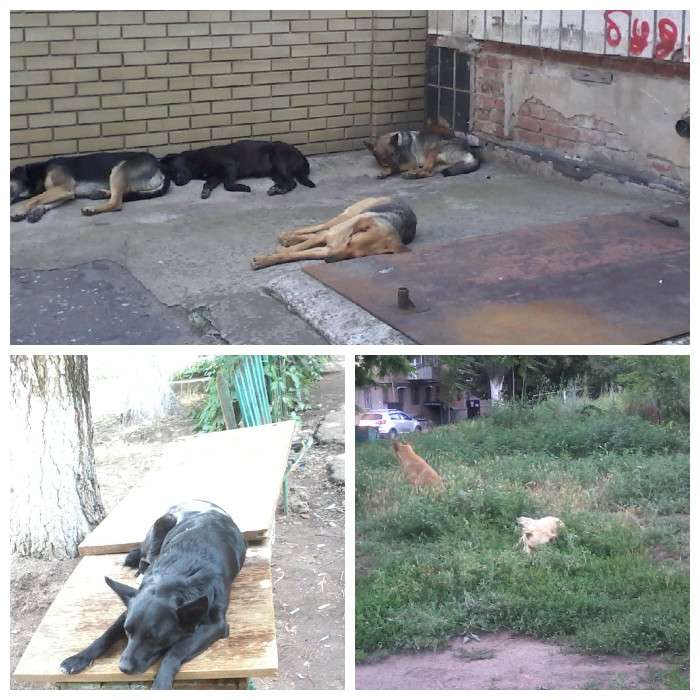 Собаки «сироти» міста Костянтинівки