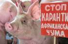 Карантин: В Полтавской области приняли меры против чумы свиней