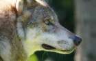 Жители сел вблизи Мариуполя жалуются на нашествие волков